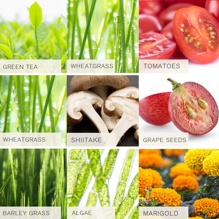 timeblock® Nutrition - Unterstützung von Vitalität & Regeneration – Bild 2